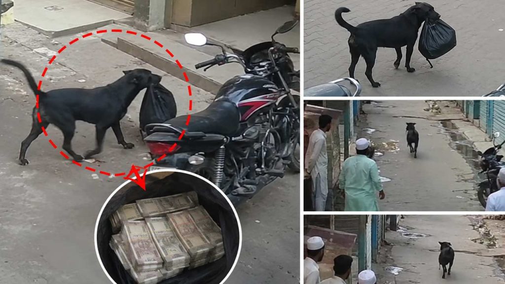 Stray Dog Steals Bag With %e2%82%b91 Lakh Cash From Bike In Ups Bijnor Shocking Cctv Video Goes Viral