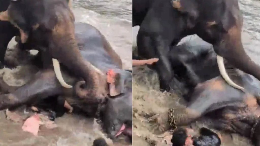 Tourist Dies After Being Trapped Under Clashing Elephants At Karnatakas Dubare Camp Know Details Here