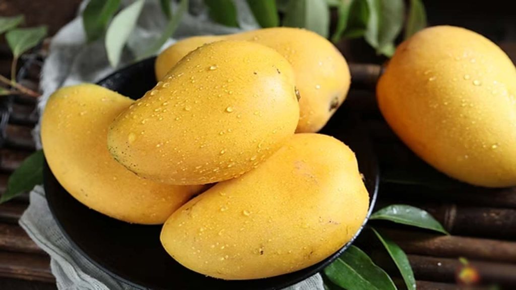 Japan Bans Indian Mango Imports 2026 Season Vht Facility Issues