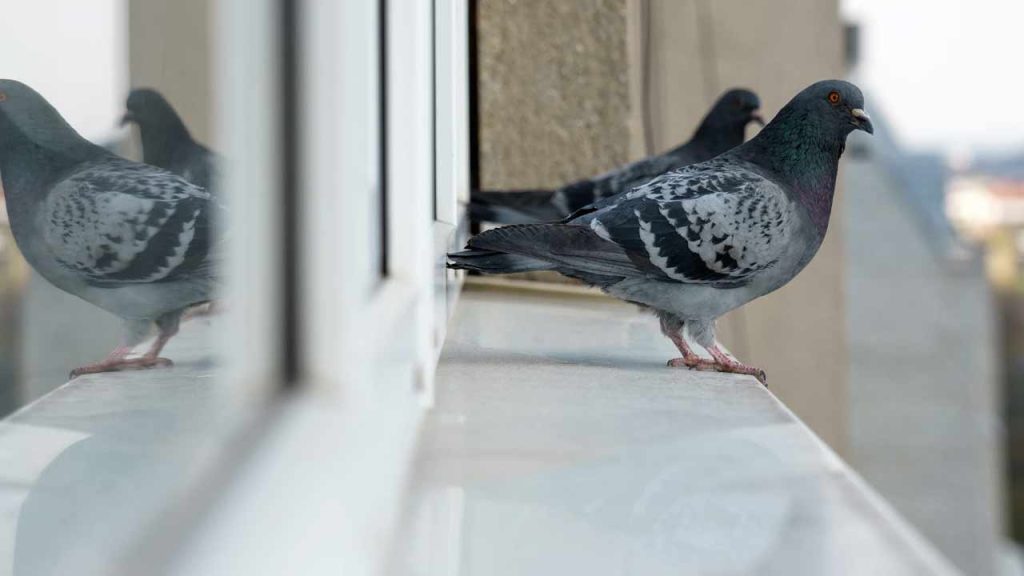 How To Keep Pigeons Away From Balcony