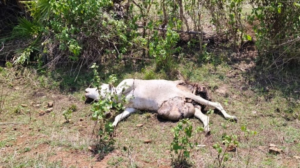 Tiger Movement Triggers Panic In Polavaram District Tribal Villages