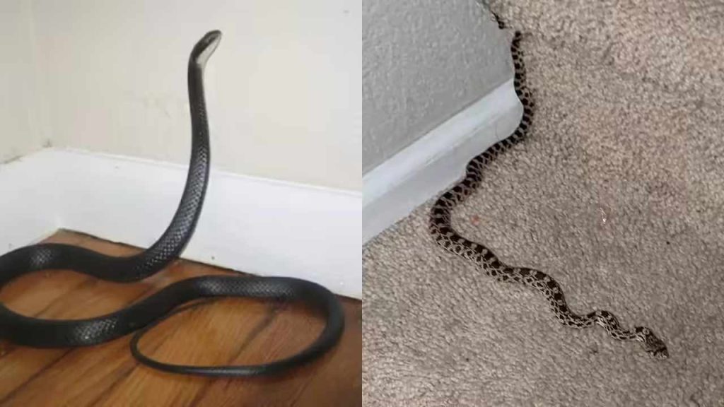 Snake Safety Tips For Home Surroundings