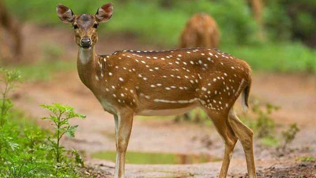 Krishna Deer Hunting Narayanpet Accused Arrest