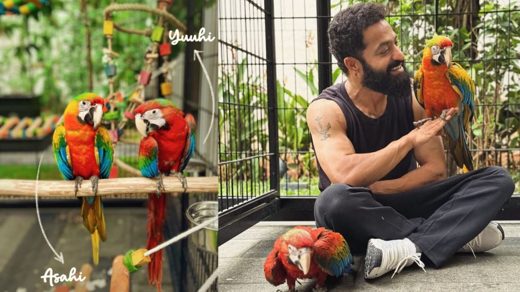 Jr Ntr Birthday Special Shows New Macaw Pets Asahi Yuuhi