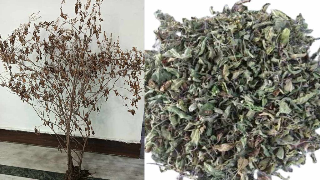 Tulasi Dried Plant Uses Health Home Remedies