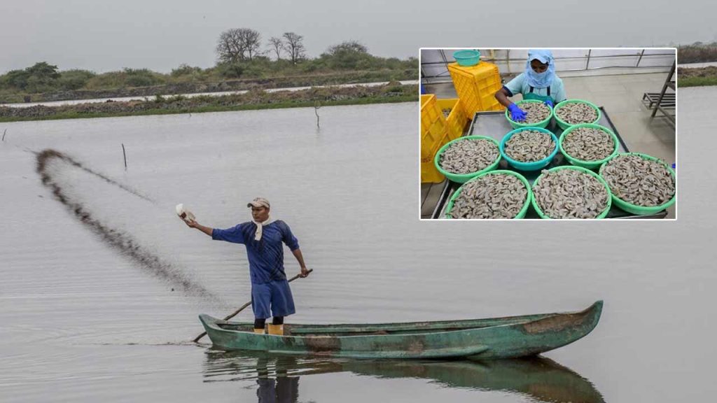 Aqua Farmers Face Fresh Blow As Feed Prices Rise For Second Time In Three Months