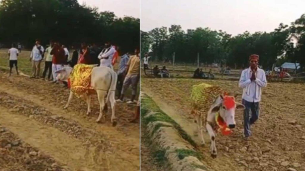 Shravasti Cow Circling Field Seven Days Sarra Disease Miracle Truth