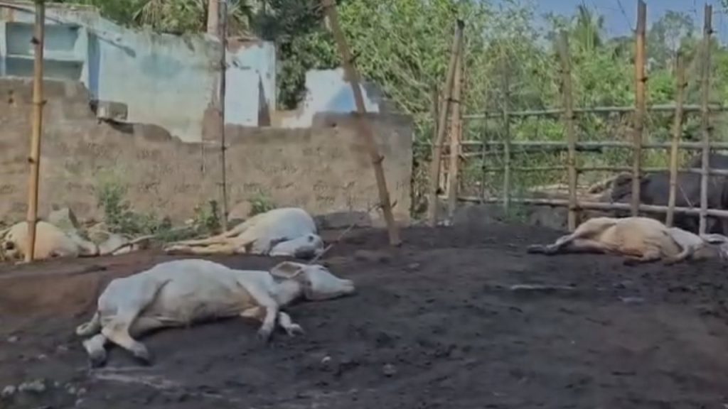 Tiger Creates Panic In Polavaram District Kills 14 Calves Forest Team Launches Rescue Operation