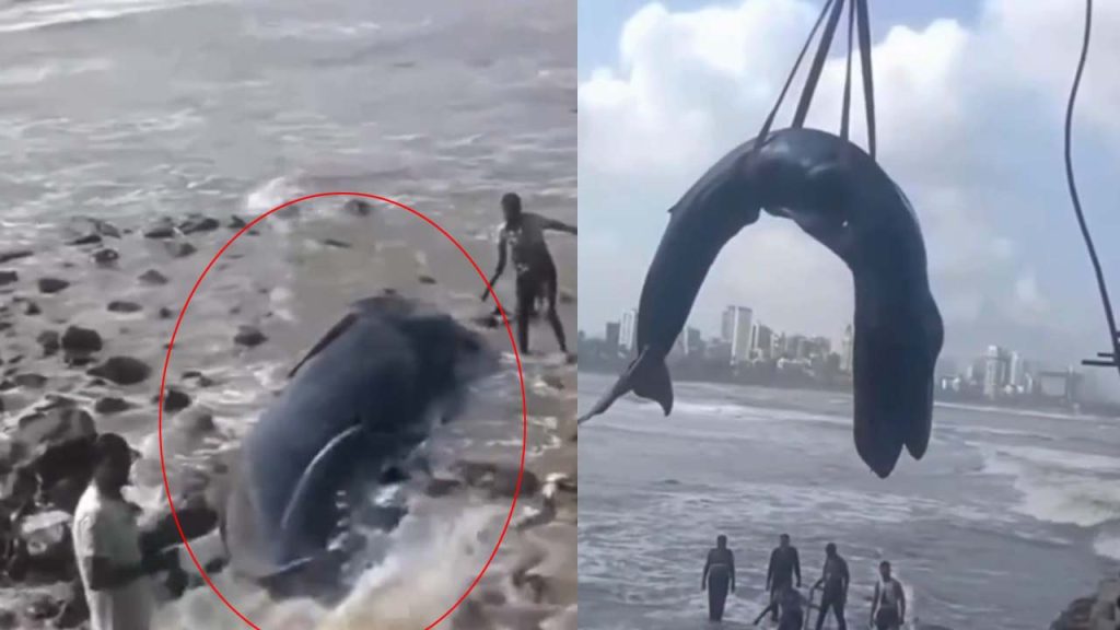 Mumbai Humpback Whale Washes Ashore 26 Foot Calf Dies Despite Rescue Operation