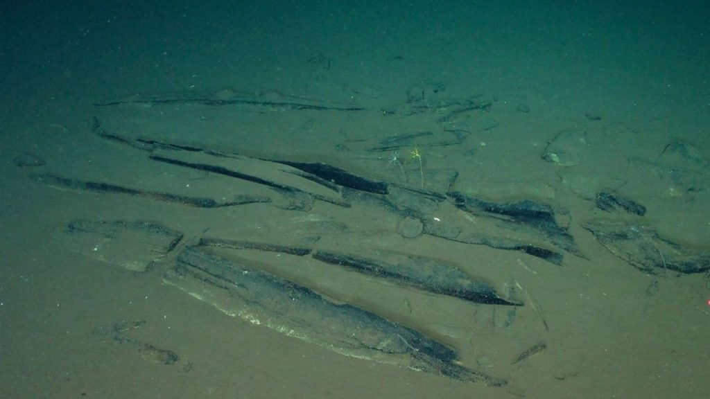 Worlds Largest Whale Graveyard Found In Indian Ocean Scientists Discover Millions Of Ancient Skeletons
