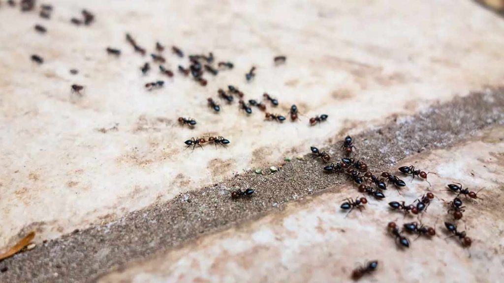 Natural Home Remedy To Get Rid Of Ants Using Dettol And Asafoetida