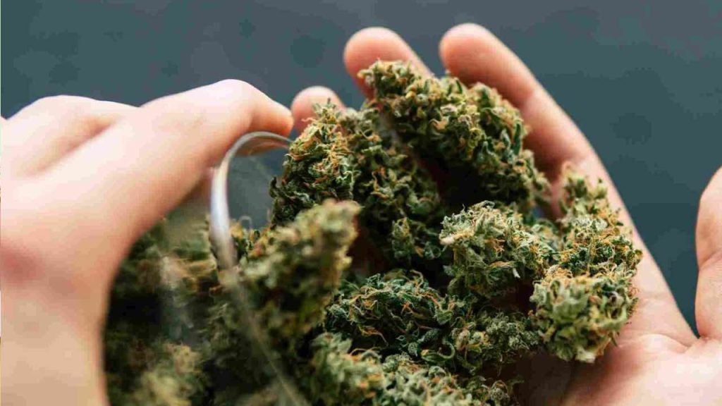 Shamshabad Ganja Smuggling Racket Busted