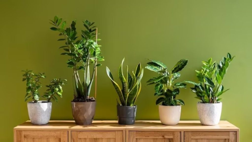5 Lucky Plants To Attract Money Vastu Tips Directions