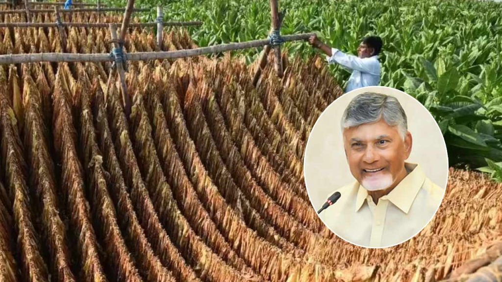 Ap Govt Announces %e2%82%b920 Per Kg Compensation For Tobacco Farmers Centre Joins Price Support