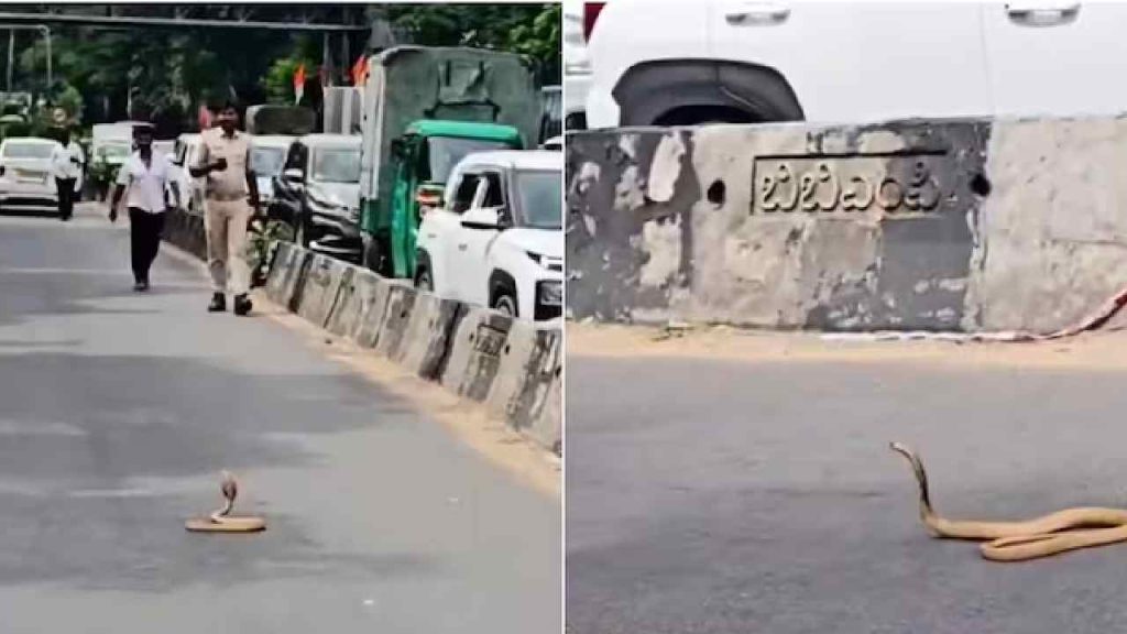 Bengaluru Cobra Stops Traffic Palace Road