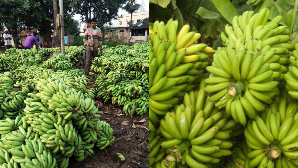 Ravulapalem Banana Market Sees Record Prices Amid High Demand