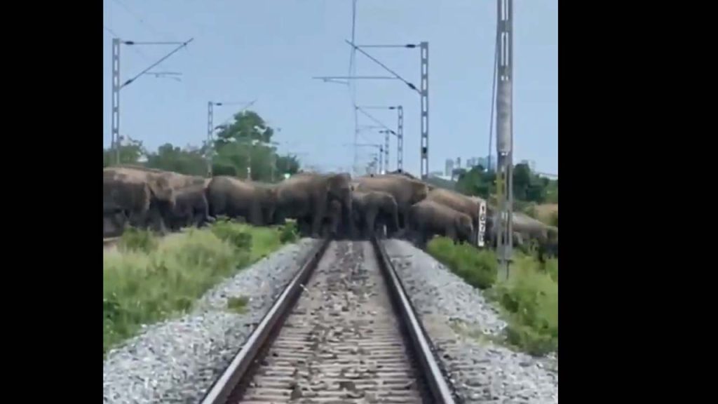 Assam 90 Elephants Cross Railway Tracks Rajdhani Express Stopped