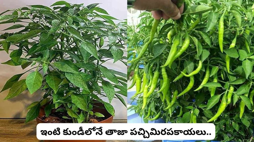 Grow Green Chillies At Home In Pots Easy Tips For Fresh Chillies