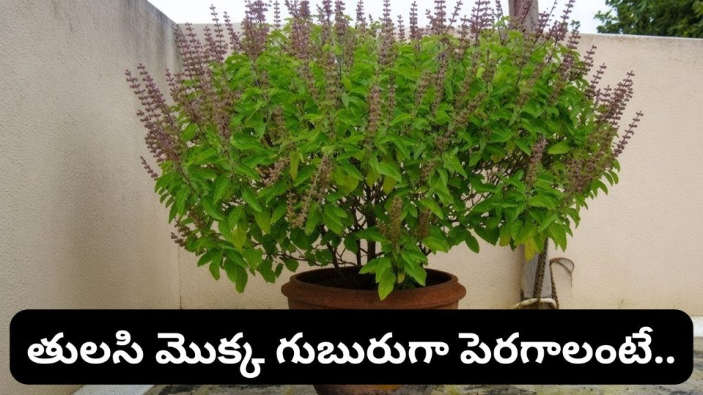 Tulsi Plant Care Tips Follow These Simple Tips To Make Your Tulsi Plant Bushy And Green In Monsoon