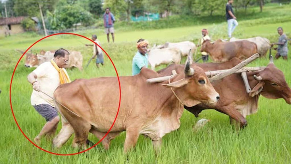Chhattisgarh Cm Vishnu Deo Sai Ploughs Field Farmer Viral Photos