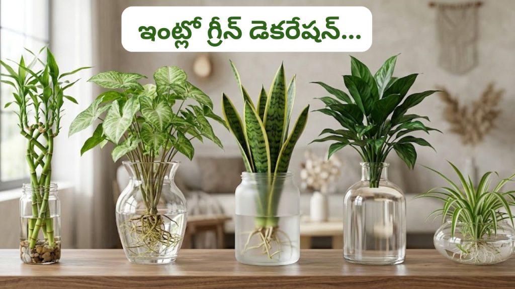 Plants That Grow In Water These Are Indoor Plants For Green Home Decoration