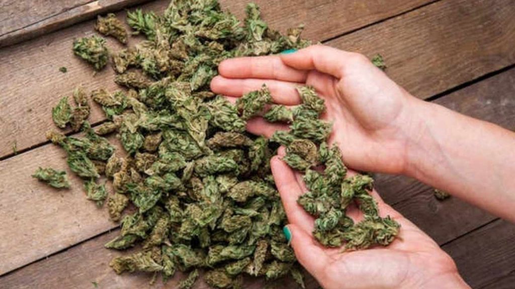 Odisha To Hyderabad Ganja Smuggling Busted