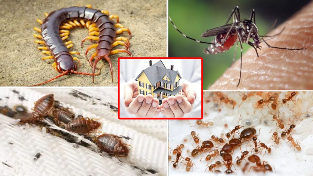 Monsoon Home Pest Control Natural Remedies Centipedes Mosquitoes Ants Bedbugs