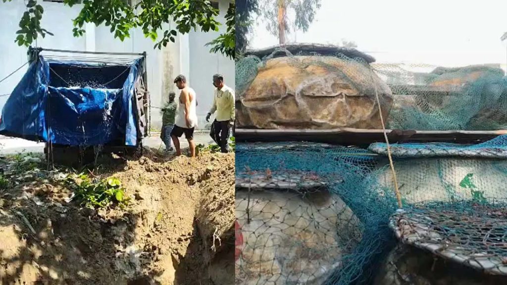 50 Quintals Of Banned Chinese Thai Mangur Fish Seized 3 Traders Detained