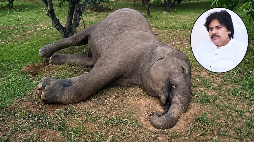 Chittoor Elephant Death Pawan Kalyan Orders Probe Into Electric Shock Incident