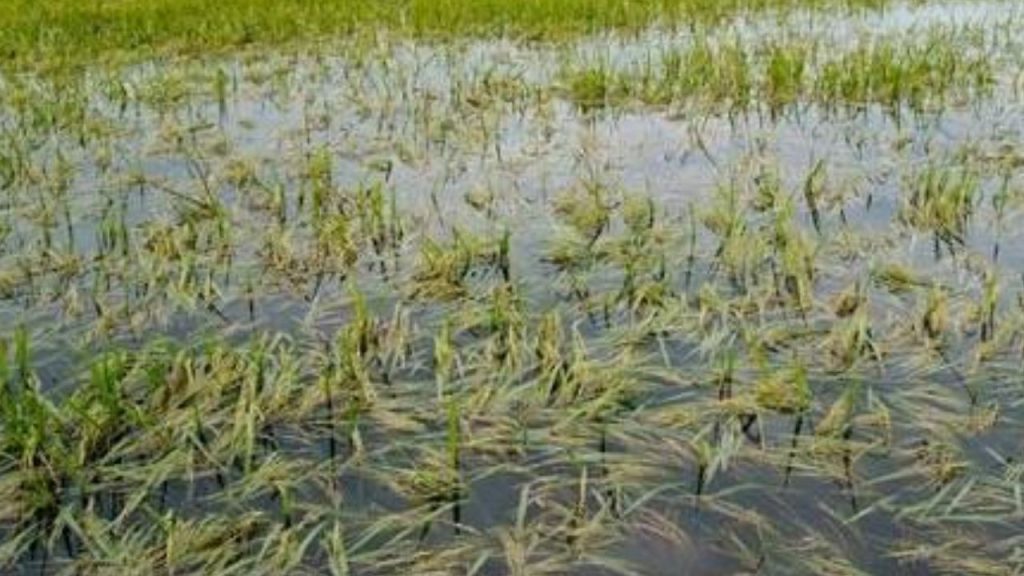 Heavy Rains: బీభత్సం సృష్టిస్తున్న భారీ వర్షాలు.. నీట మునిగిన వందల ఎకరాల వరి పంట!