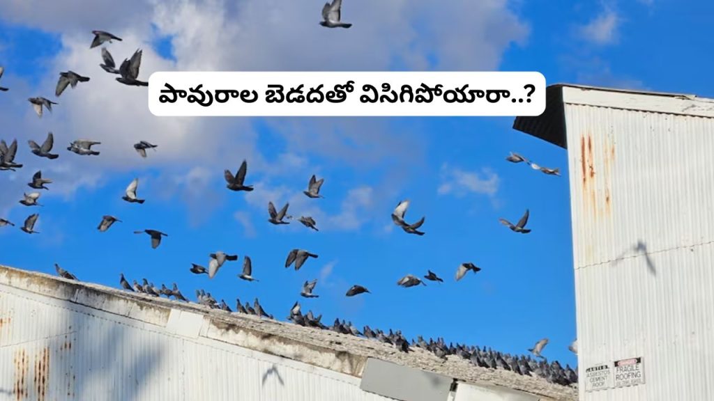 Pigeon Problem At Home Simple Ways To Keep Pigeons Away From Balcony And Ac Units
