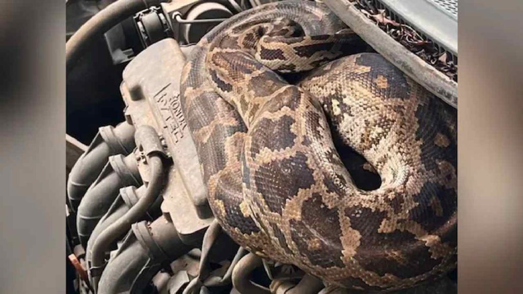 Mumbai Python Rescue 7 Foot Python Car Bonnet Dahisar