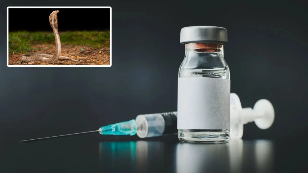 Iisc Dtu Nanobody Antivenom Snakebite India