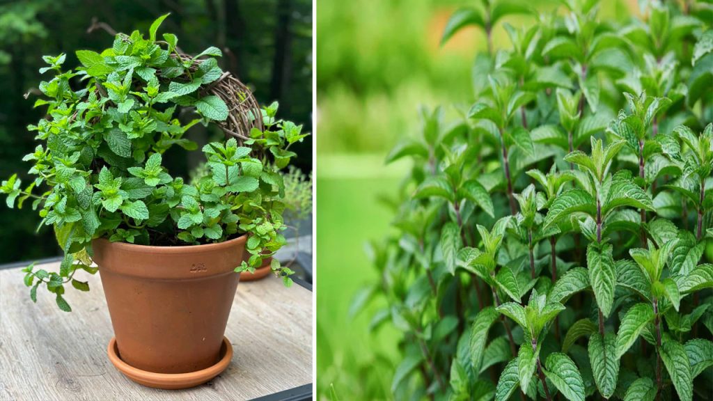 How To Grow Mint Plant From Cuttings At Home