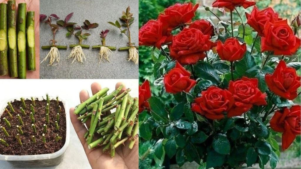 How To Grow Rose Plant From Cutting At Home