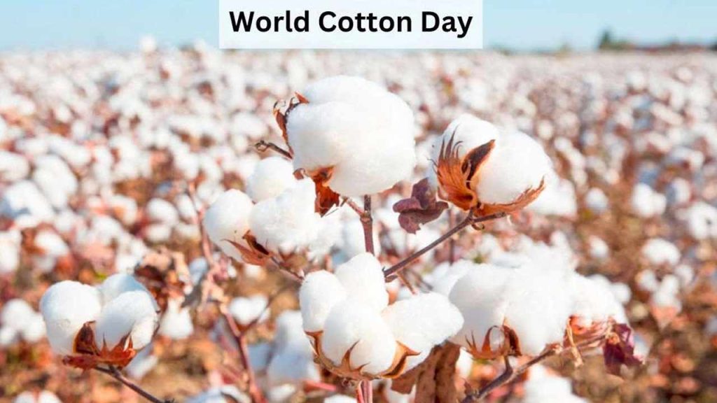 World Cotton Day Telangana Cotton Farmers White Gold